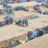 A customer was looking to sell corroplast nucleus honey bee boxes for shipment. We worked with them and the die manufacturer to adjust the design to eliminate bees escaping while optimizing stacking strength. Their overall cost came down significantly by utilizing our on demand converting for packaging, fitted to their shipping needs.